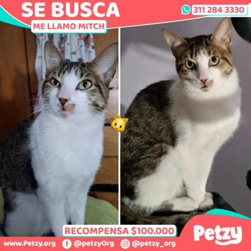 Foto de mascota Mitch