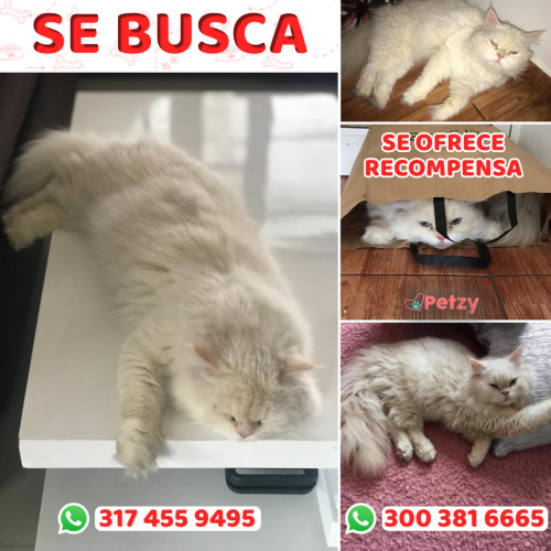 Foto de mascota Leroy