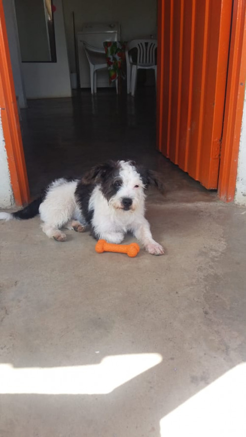 Peluche