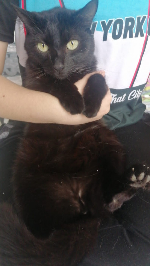 Negrita