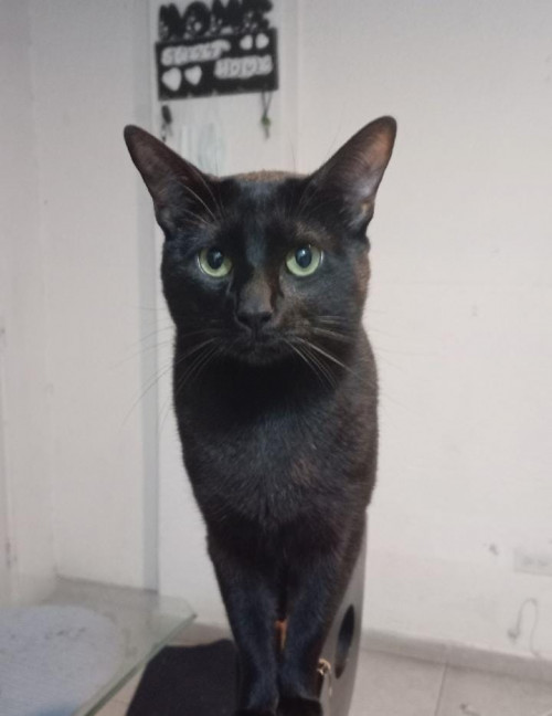 Milo