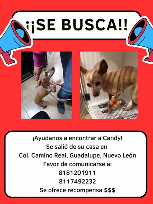 Candy
