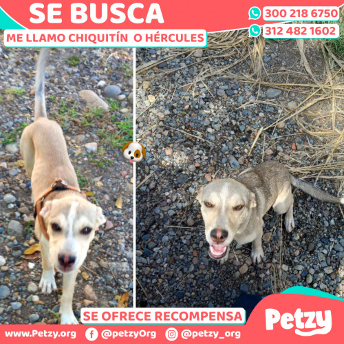 Foto de mascota Chiquitín  O Hércules