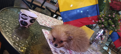 Romeo