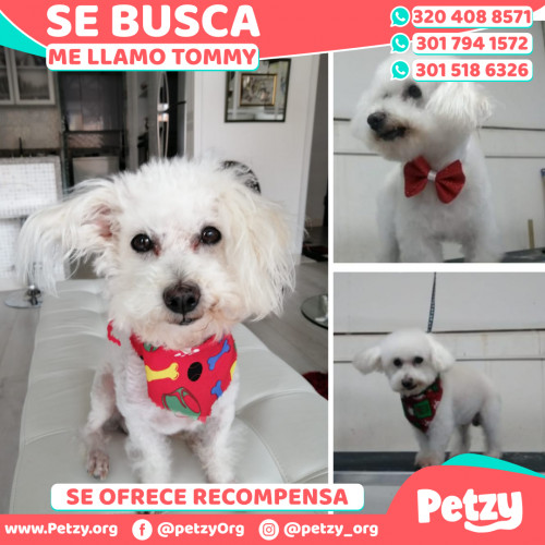 Foto de mascota Tommy