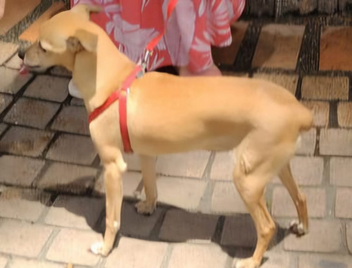 Niña
