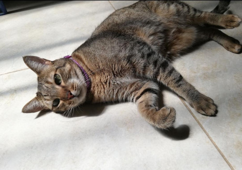 Nala