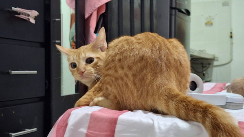Lilu