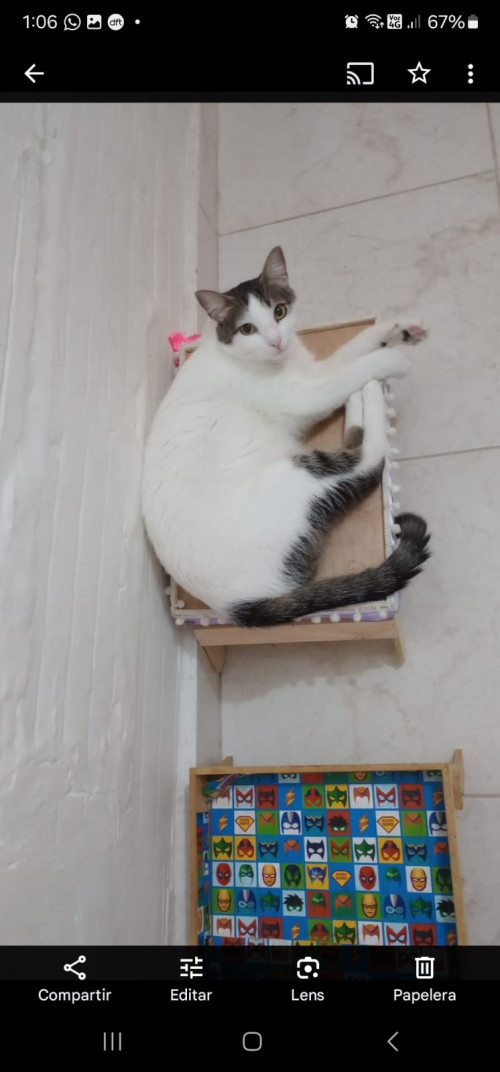 Fito