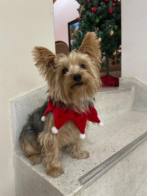 Noel