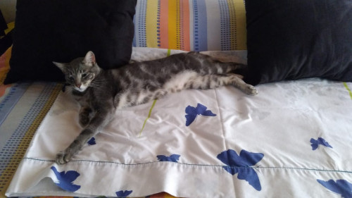 Gregorio