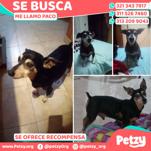 Foto de mascota Paco