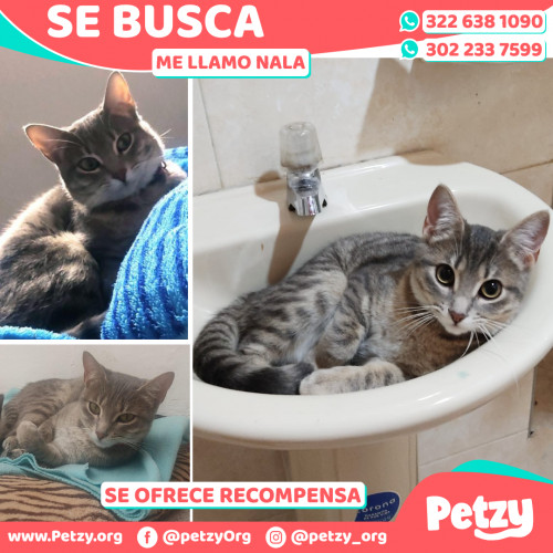 Foto de mascota Nala