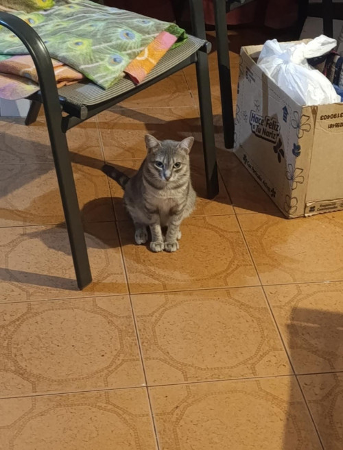 Mili