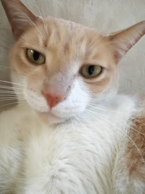 Milo