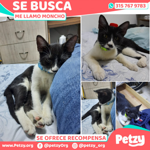 Foto de mascota Moncho