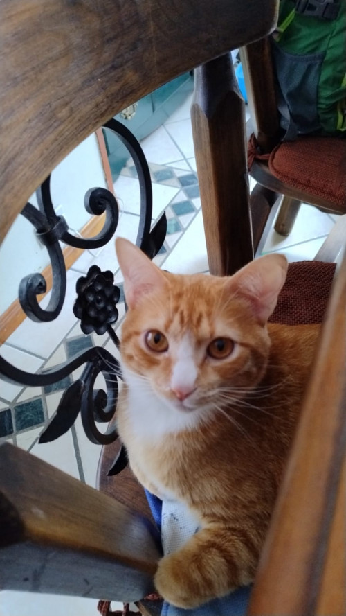Ginger