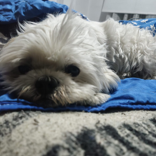Toby