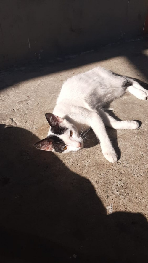 Coco