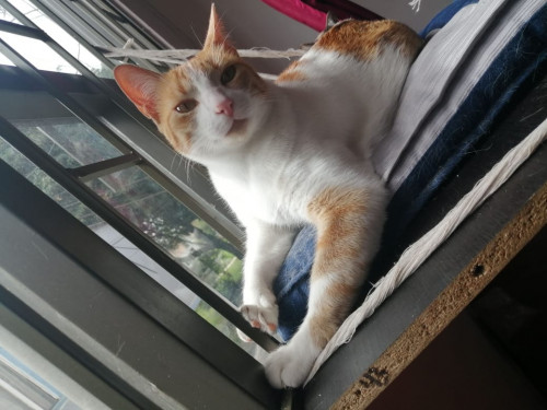 Alfonsina