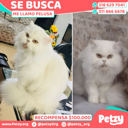 Banner de Pelusa 