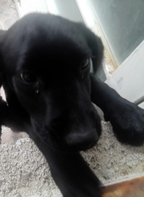 Negro