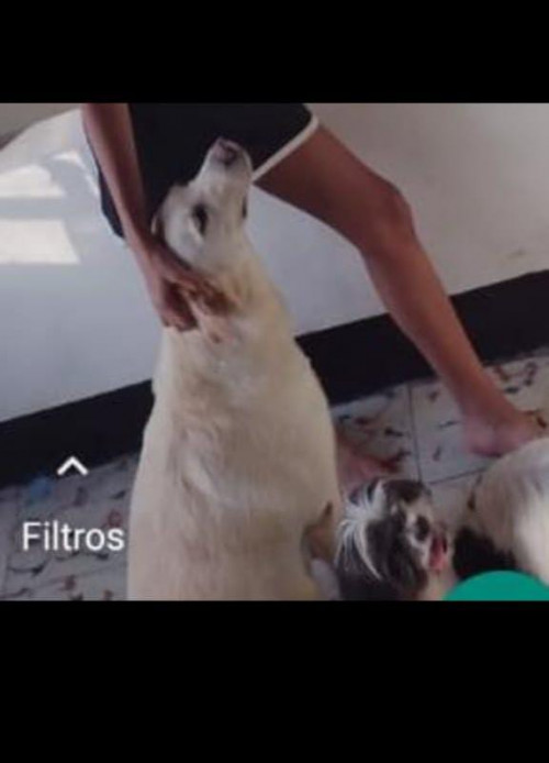 Estrellita