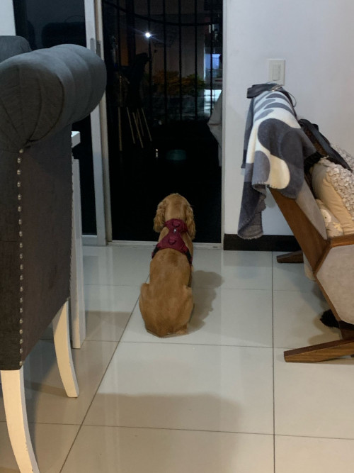 Se Busca A Este Perrito