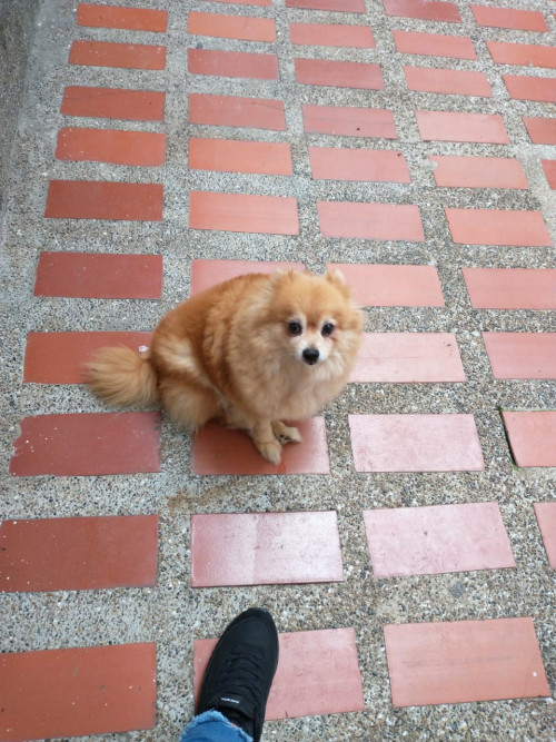Foxy