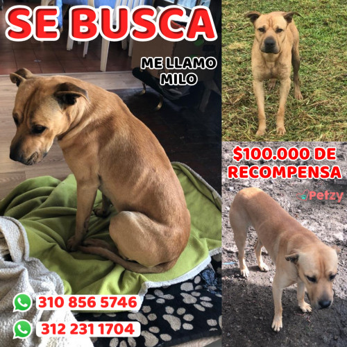 Foto de mascota Milo