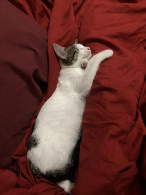 Coco