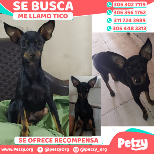 Foto de mascota Tico