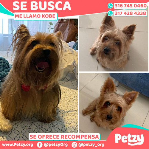 Foto de mascota Kobe 