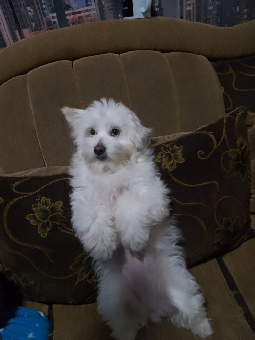 Mingie