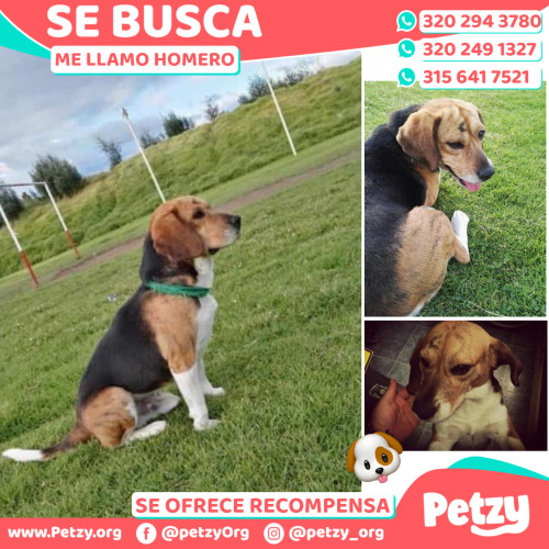 Foto de mascota Homero