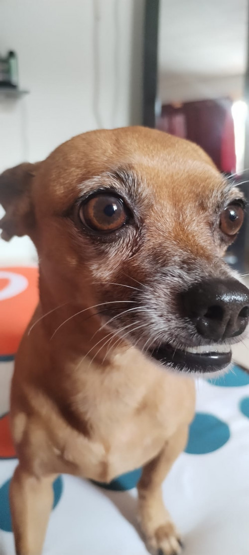 Snnopy