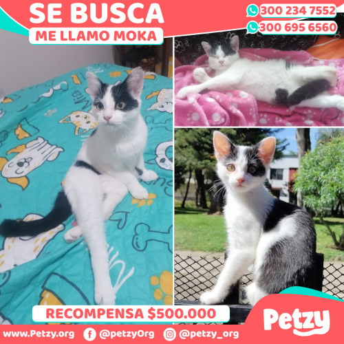 Foto de mascota Moka