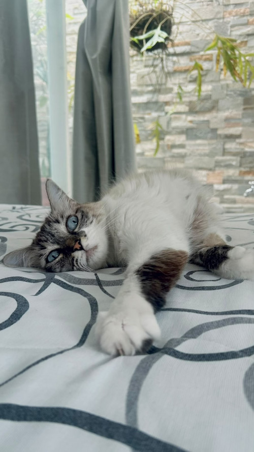 Mia