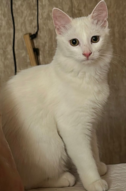Kitty