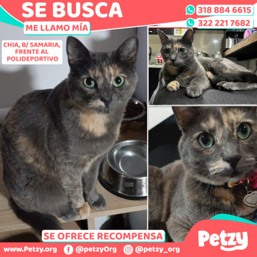 Foto de mascota Mía