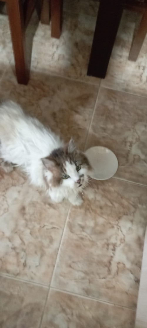Peluza