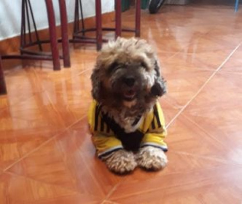 Doggy