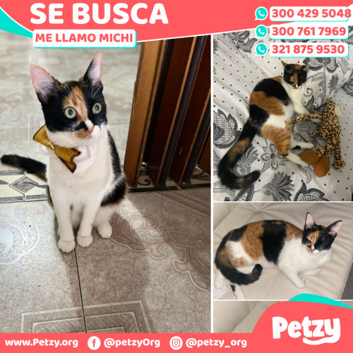 Foto de mascota Michi