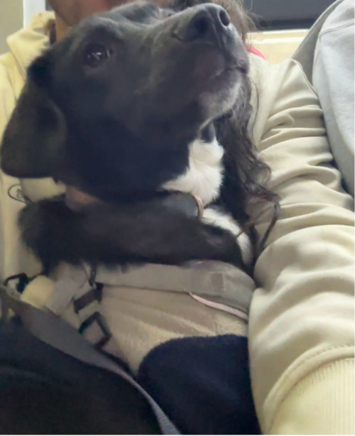 Bella