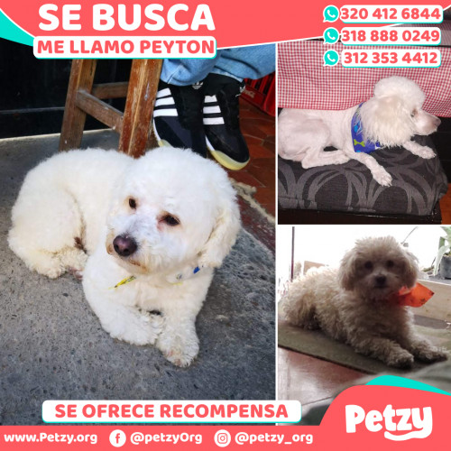 Foto de mascota Peyton