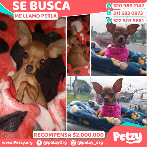 Foto de mascota Perla