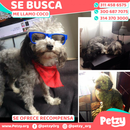 Foto de mascota Coco