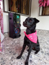 Foto de Chanel en Medellín Antioquia #1