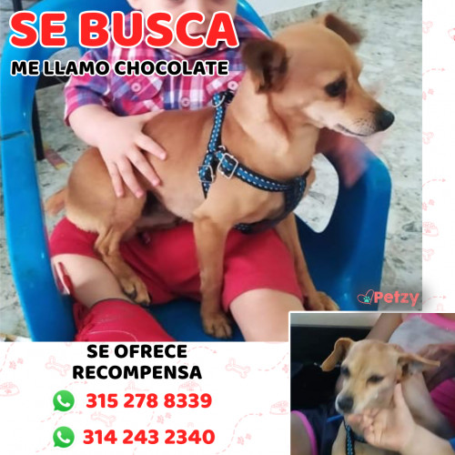 Foto de mascota Chocolate