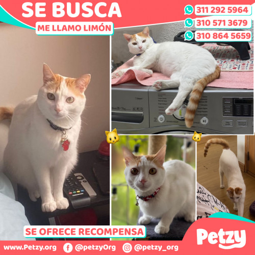 Foto de mascota Limón